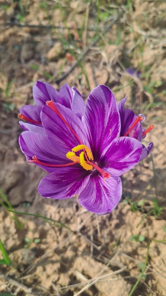 Pure Kashmiri Saffron with purity,quality,Grade A+++ kashmiri kesar (1gm) origin kashmir