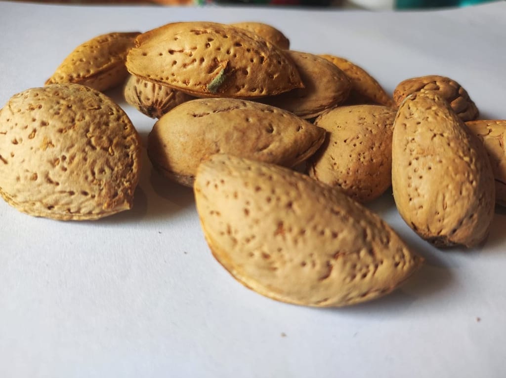 Snow Hills Kashmir Premium Mamra Almonds-500G|100% Pure Almonds With Hard Shell|Organically Cultivated|High Oil Content,Rich In Antioxidants|Enhances Brain Power&Stamina|With Shell,Crack&Enjoy,Dried