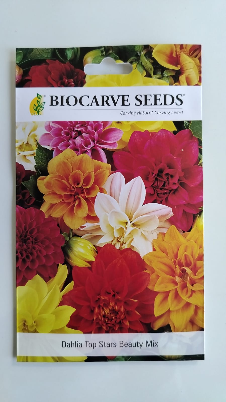 Biocarve Dahlia Top Star Beauty- Pack of 100 Seeds