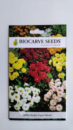 Biocarve Dahlia variabilis Figaro Type - Pack of 50 Seeds