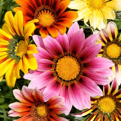Biocarve Seeds Gazania splendens- Pack of 100 Seeds