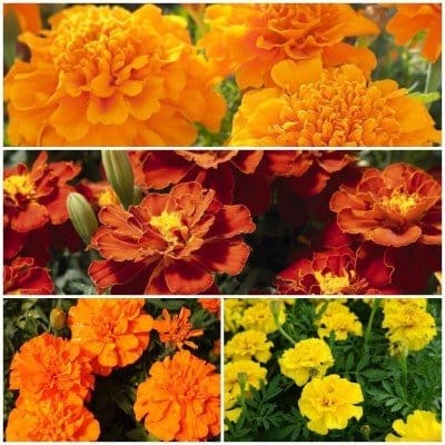 Biocarve French Marigold Flower Kit - 4 Packets (Marigold French gulzafri 100 Seeds, Marigold French Scarlet red 100 Seeds, Marigold French Orange 100, Marigold French Yellow 100 Seeds).