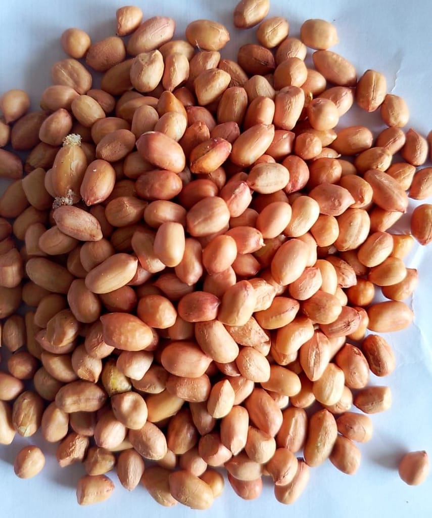Groundnut