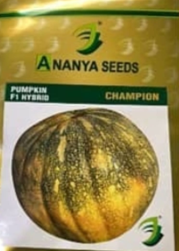 Pumpkin Seeds F1 Hybrid Champion