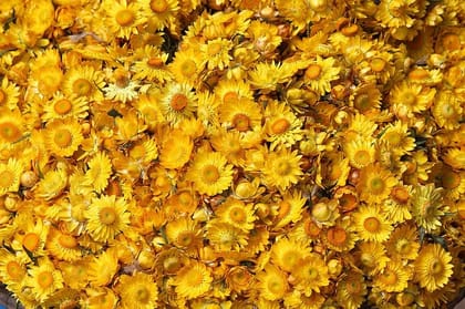 Ooty Everlasting Paper Daisy Straw Flower Bunch - Bright Yellow Blooms for Long-lasting Beauty