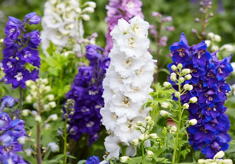 NSC Larkspur Flower Seed-2 gram pack