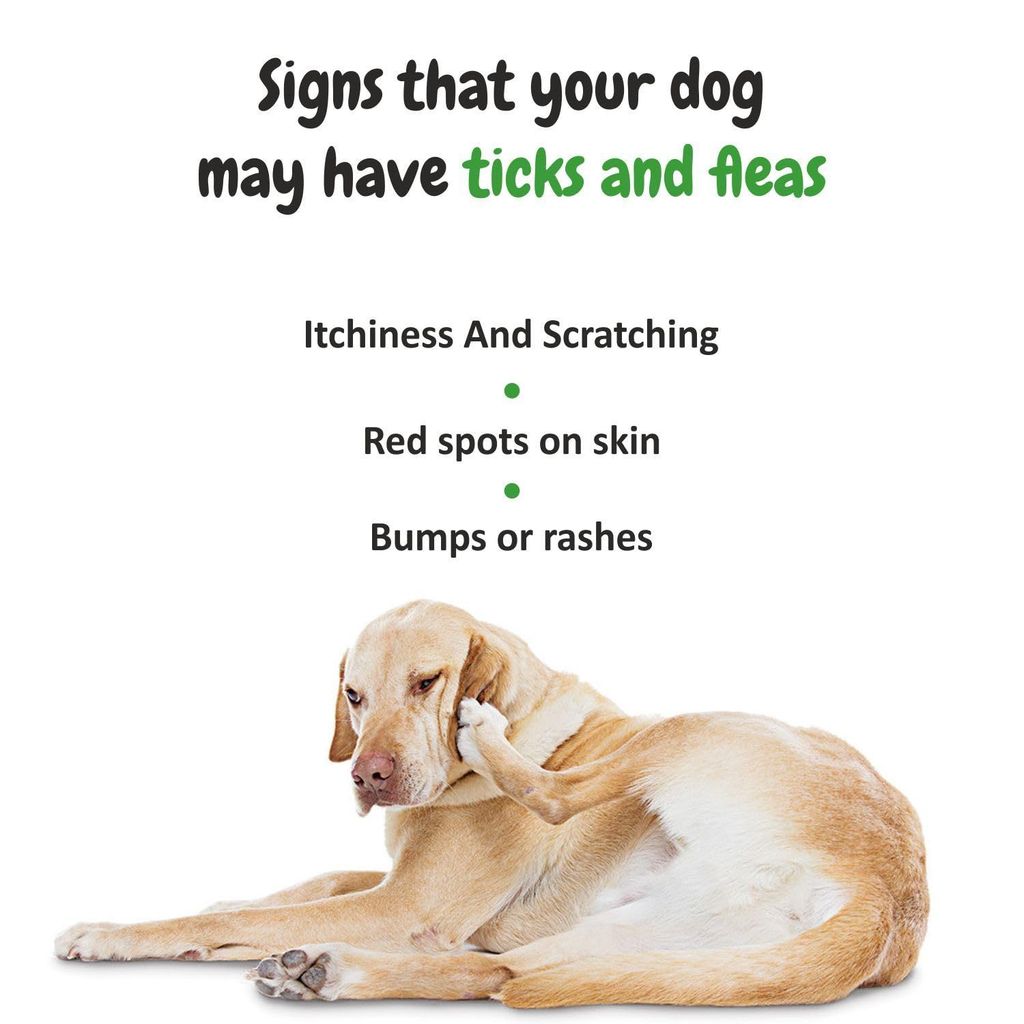 Bscly Dog Shampoo 1000Ml - Ticks & Fleas Prevention - Enriched with Chamomile, Aloe and Coconut Oil - Moisturizes & Heals Skin - Suitable for Pomeranians to Golden Retrievers