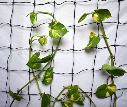 WNE Jaliwale Plant Climbing net & Creeper Net & Plant Trellis Net Plant Support Net Black Color for Agriculture and Gardening Net - 10Feet x 10Feet WNE Jaliwale Plant Climbing net & Creeper Net & Plant Trellis Net Plant Support Net Black Color for Agriculture and Gardening Net - 10Feet x 10Feet