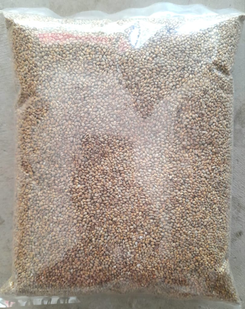 NAATU CUMBU/ COUNTRY PEARL MILLET