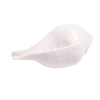 MAYAPURI Jal Shankha 8 to 10 Cm, Puja Sankha | White Conch Shells (Non-Blowing Sankh)