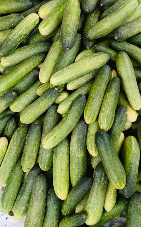 Desi Cucumber