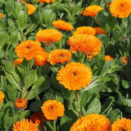 NSC Calendula Flower- Orange 5 gm packet
