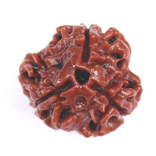 3 Mukhi (Three Faced) Nepali Rudraksha, Original & Certified Nepali Rudraksha for Astrological Benefits
