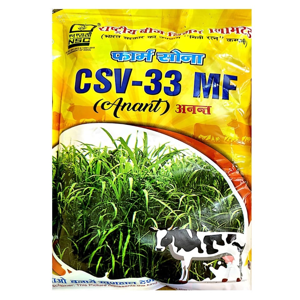 NSC Fodder Sorghum CSV-33 MF (Anant) variety, 500 gram Truthful Labelled Seed