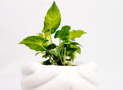 Live Money Plant in White Ceramic Elephant Pot, Good Luck Plant for Home and Office