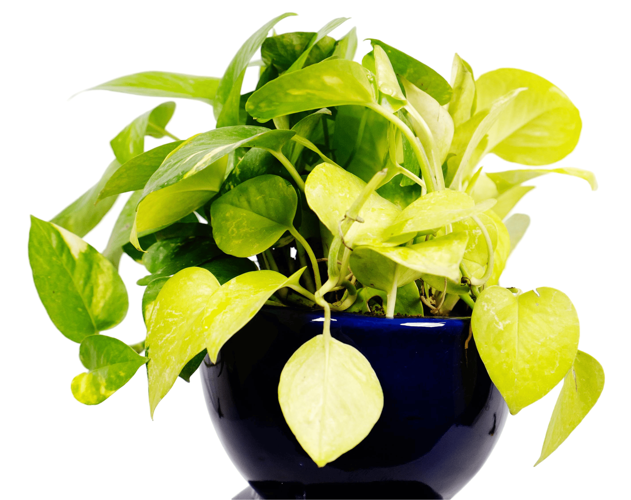 Money Plant online at best price in India | Money Plant in Blue Pot