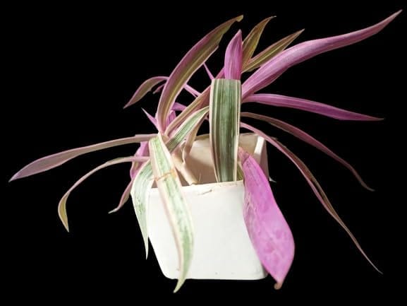 sonchiraiya flower plant nad pot - Pooja Needs | Buy online on ZillyBuy