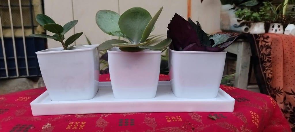 sonchiraiya desk duro pots set of 3 - Pooja Needs | Buy online on ZillyBuy