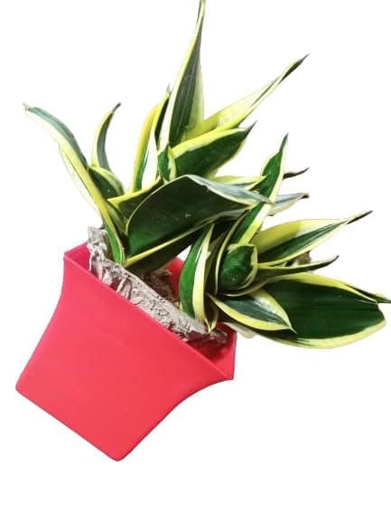 Sonchiraiya Plant pots -66 - Pooja Needs | Buy online on ZillyBuy