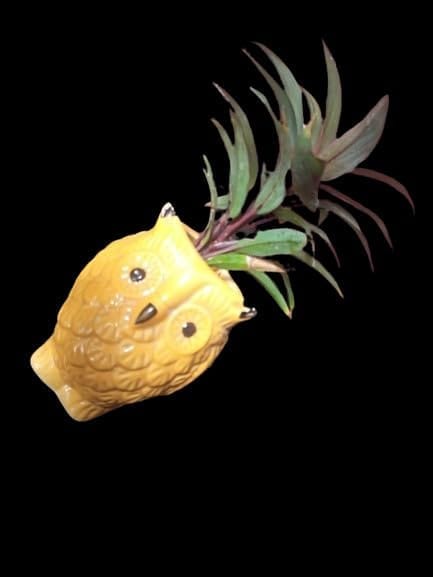 SONCHIRAIYA Plant POT-88(Ceramic OWL Type) - Pooja Needs | Buy online on ZillyBuy