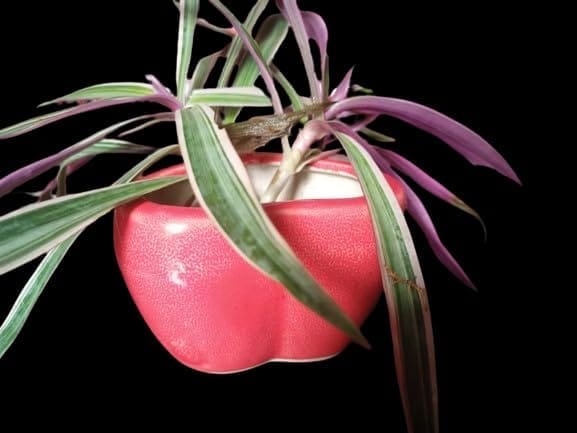 SONCHIRAIYA Plant Pot (Ceramic) - Pooja Needs | Buy online on ZillyBuy