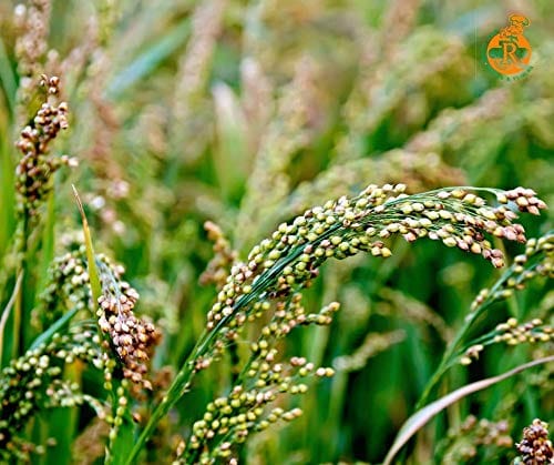 MRV Multi Millet Instant Dosa Mix - 450g (Pack of 1)