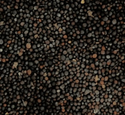 Black Mustard Seeds for farming Pusa 28 Variety- 450gms