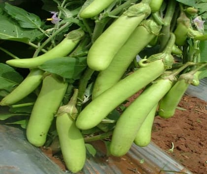 BRINJAL HYBRID