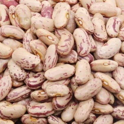 Rajma white