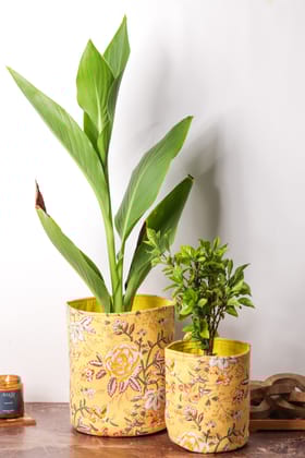 Marigold Pot Cover (Combo)