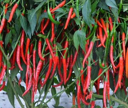 Arka Tejasvi [F1] - Chilli Hybrid