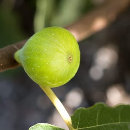 LSU Gold Fig Tissue Culture Plant "Ficus carica"-1 Quart(1-1.5ft.)