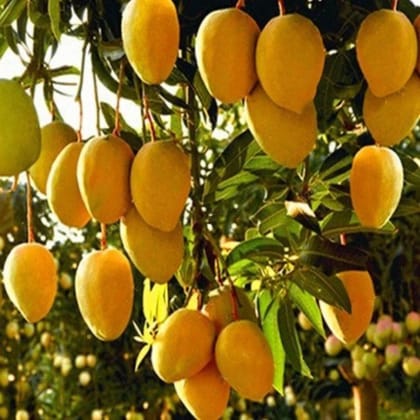 Mango Amrapali  Grafted Plants"Mangifera indica"-1 Quart(1.5-2.5ft. 6 Month Old)