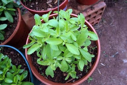 Stevia Seed Best For Your Home Gardening & Planting Seed Pack Of  50