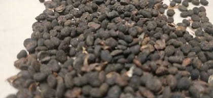 Babchi Seeds – Bakuchi Seeds – Bavachi Beej – Bavchi Beej-100 Gms
