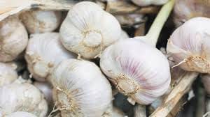 garlic
