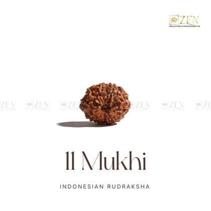 11 Mukhi Rudraksha - Indonesia-Normal