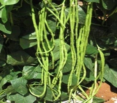 ARKA Mangala-TFL – Yard long Bean