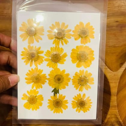 Pressed Flowers - 12 Flowers in 1 Yellow