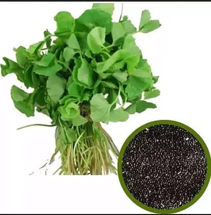 Spinach Seeds / बीज पलक / Spinacia oleracea Purple Amaranthus Spinach Seeds (Mulai Keerai) Seed-50 Gms