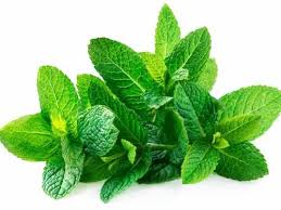Mint Leaves- Pudina 1 PIECE