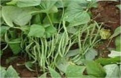 ARKA Arjun-TFL - FRENCH BEAN (Bush Type)