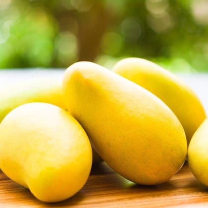 Mango Mallika  Grafted Plants"Mangifera indica"-1 Quart(1.5-2.5ft. 6 Month Old)