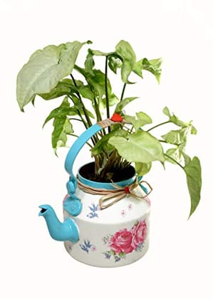 Beautifully Hand Crafted Kettle Planter Yellow-The Weaver's Nest-Blue
