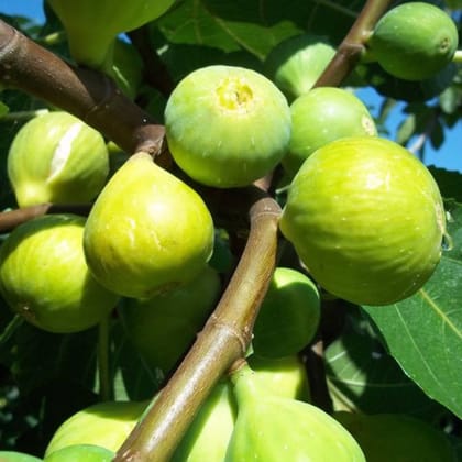 Peters Honey Fig Tissue Culture Plants "Ficus carica"-1 Quart(1-1.5ft.)
