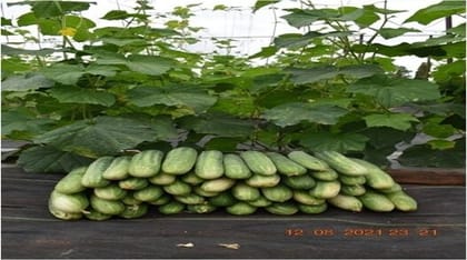 Cucumber