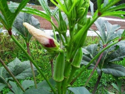 HYBRID SEEDS OF LADY FINGER ( BHINDI ) - GOOD GERMINATION Seed Pack Of  25