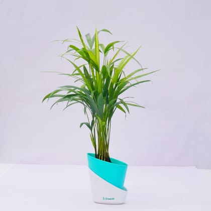 Areca Palm Plant-Self Watering Pot / Teal