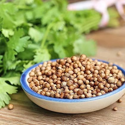 Organic Herb Coriander | Coriandrum sativum Seed Pack Of  100