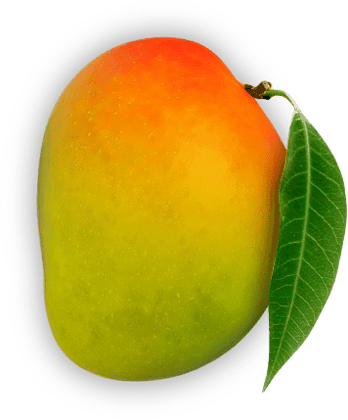 Devgad Alphonso Mango  One Dozen
